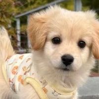 狗粮哪个好能健康长肉？口碑好的10个平价狗粮分享，健康长肉