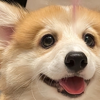 狗狗吃什么好？怎么选择好的国产狗粮？2026国产狗粮排行榜