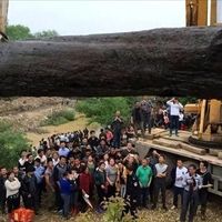 1200万乌木归属之争：发现者还是国家？