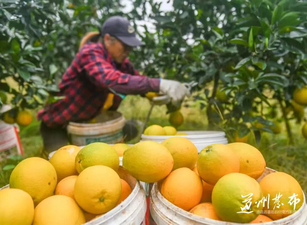 北纬25.5°的道州脐橙,凭什么成为传奇?