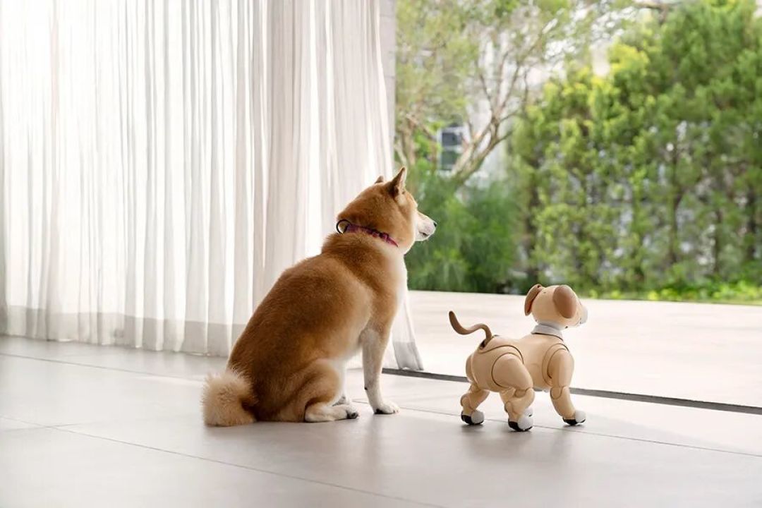 一只26年的宠物狗回归——索尼AIBO
