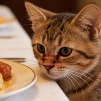 宫菱、小米、飞利浦宠物净化器好不好用？怎么选？综合测评PK