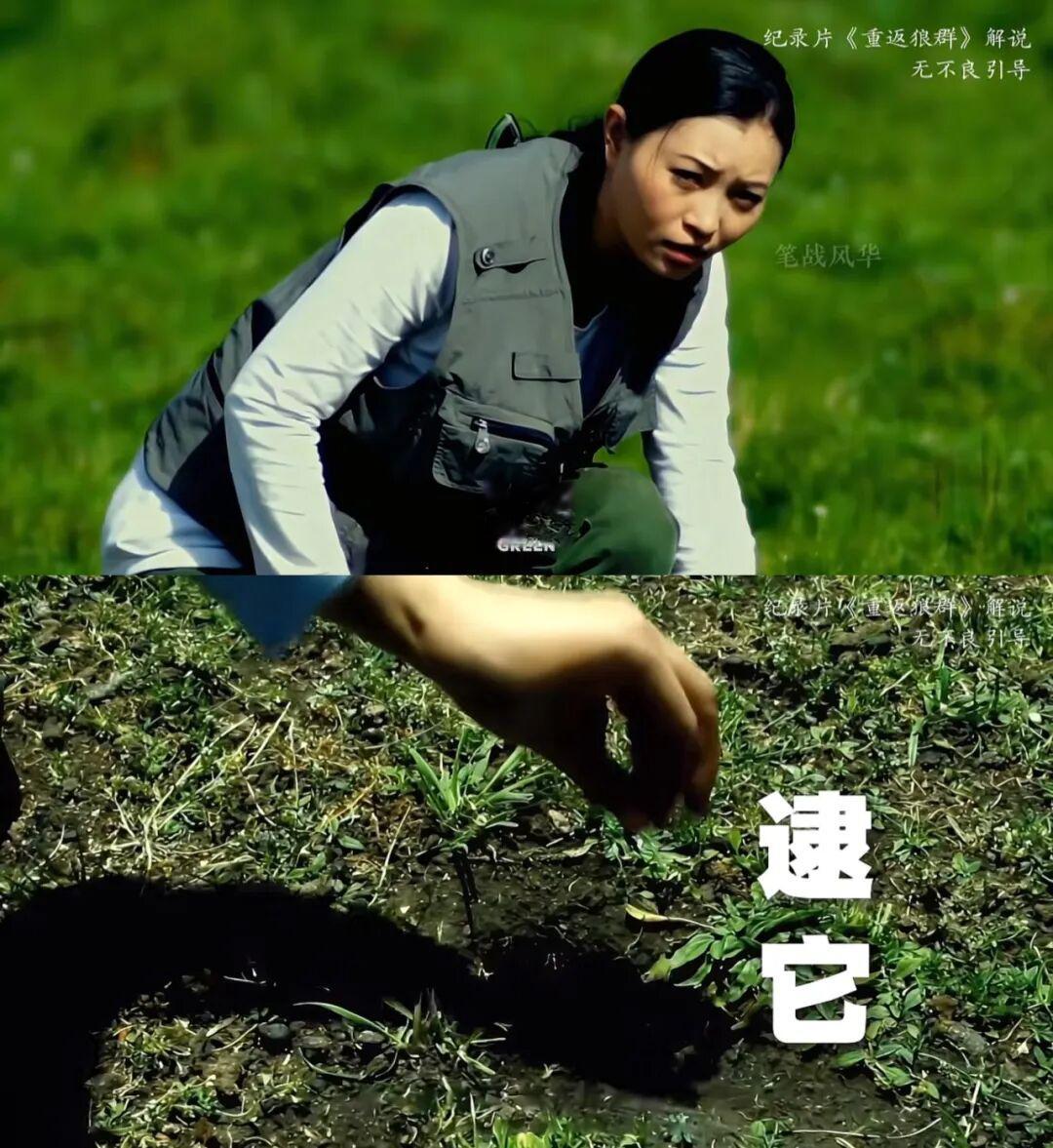 荒野的呼唤，是它的宿命，也是她的成全。