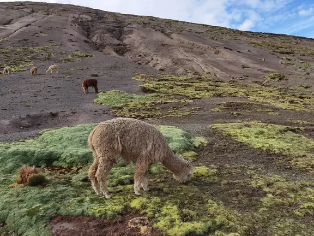 🇵🇪秘鲁彩虹山｜差点被高原反应带走的一天