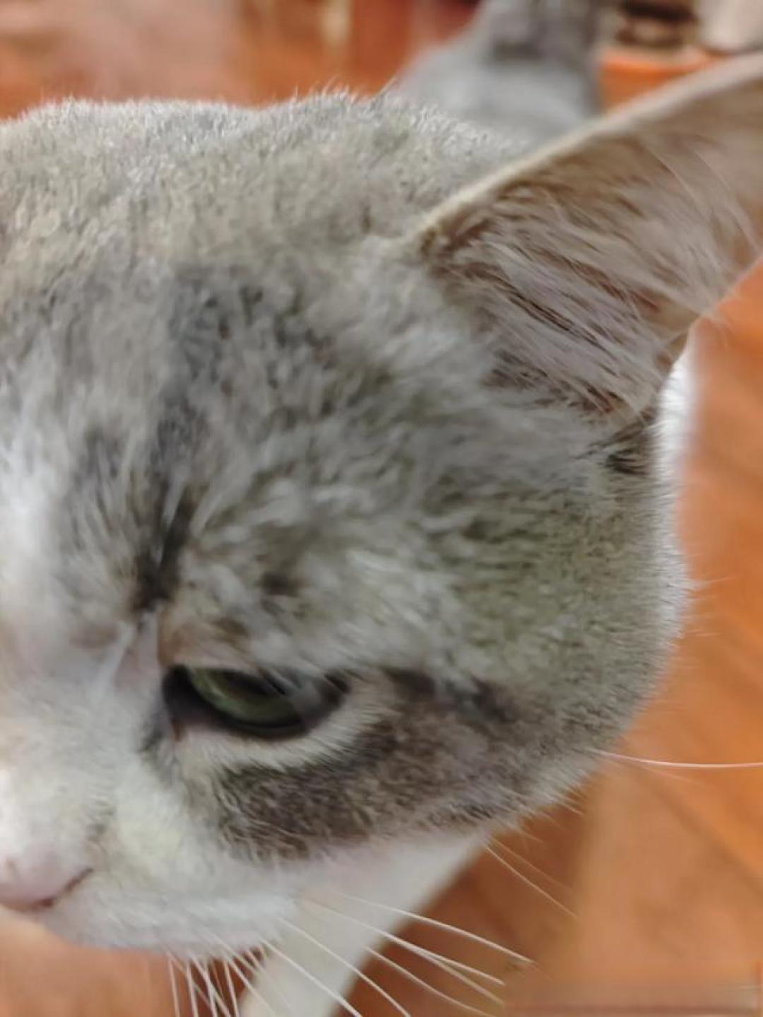 猫养得越好，它越“不正常”？这恰恰是你成功的证明！