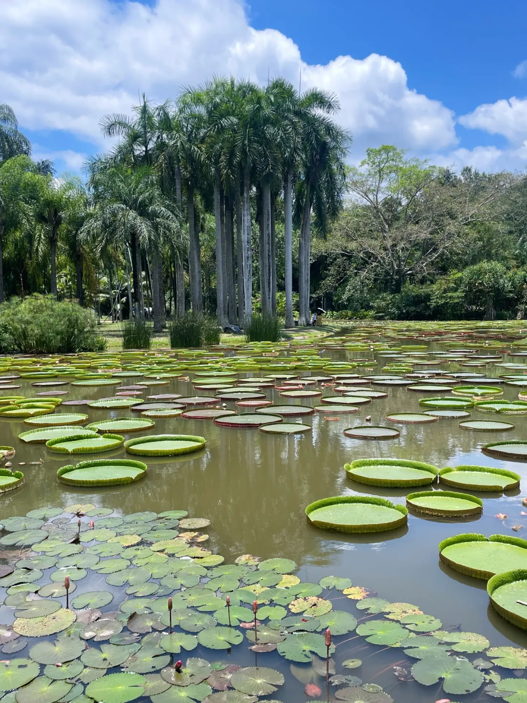 西双版纳·中科院植物园📍带你解锁森系大片