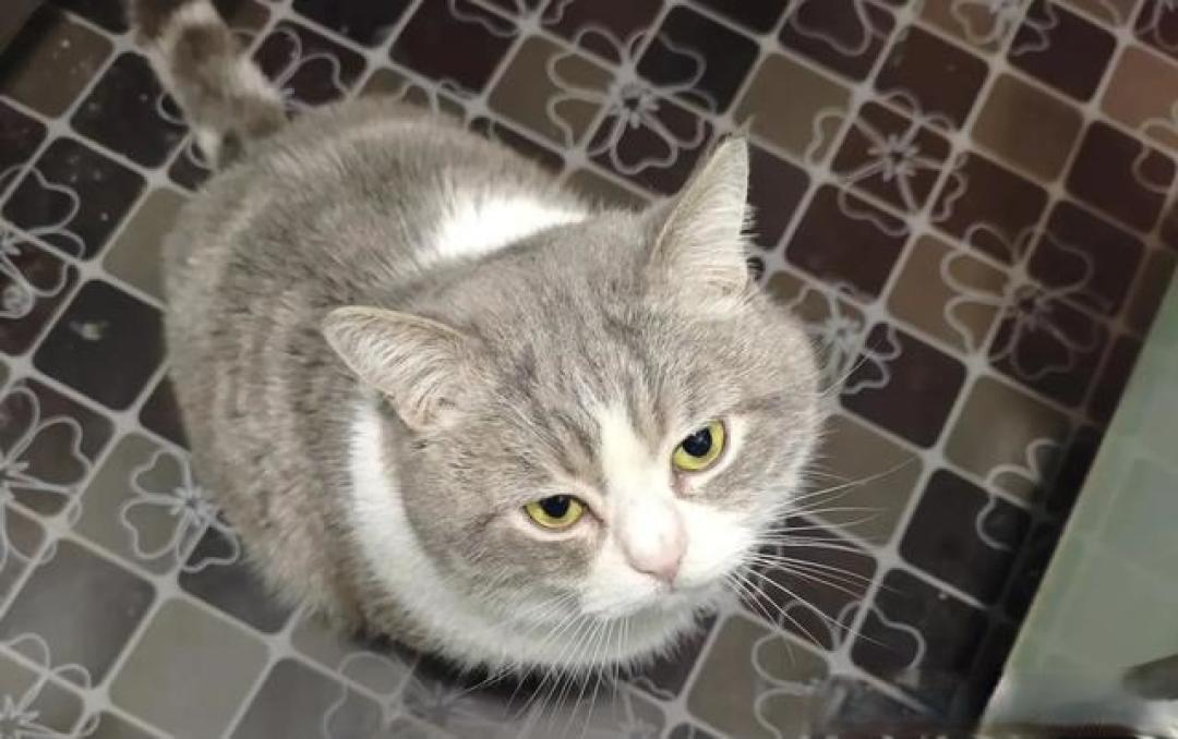 猫养得越好，它越“不正常”？这恰恰是你成功的证明！