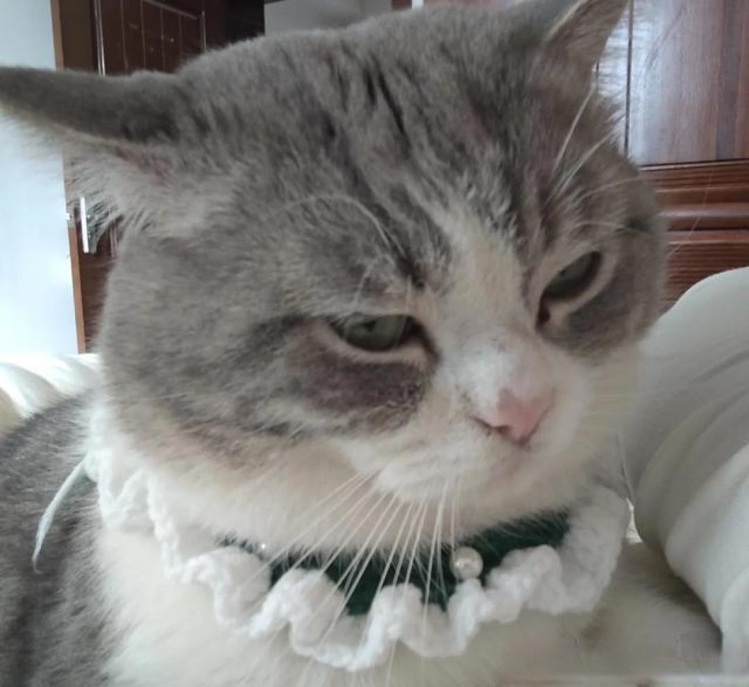 猫养得越好，它越“不正常”？这恰恰是你成功的证明！