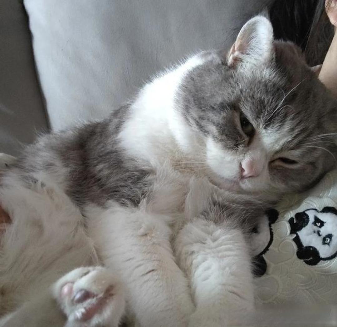 猫养得越好，它越“不正常”？这恰恰是你成功的证明！