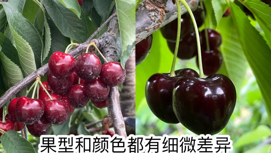 一年一度的车厘子季,还是不舍得将就。