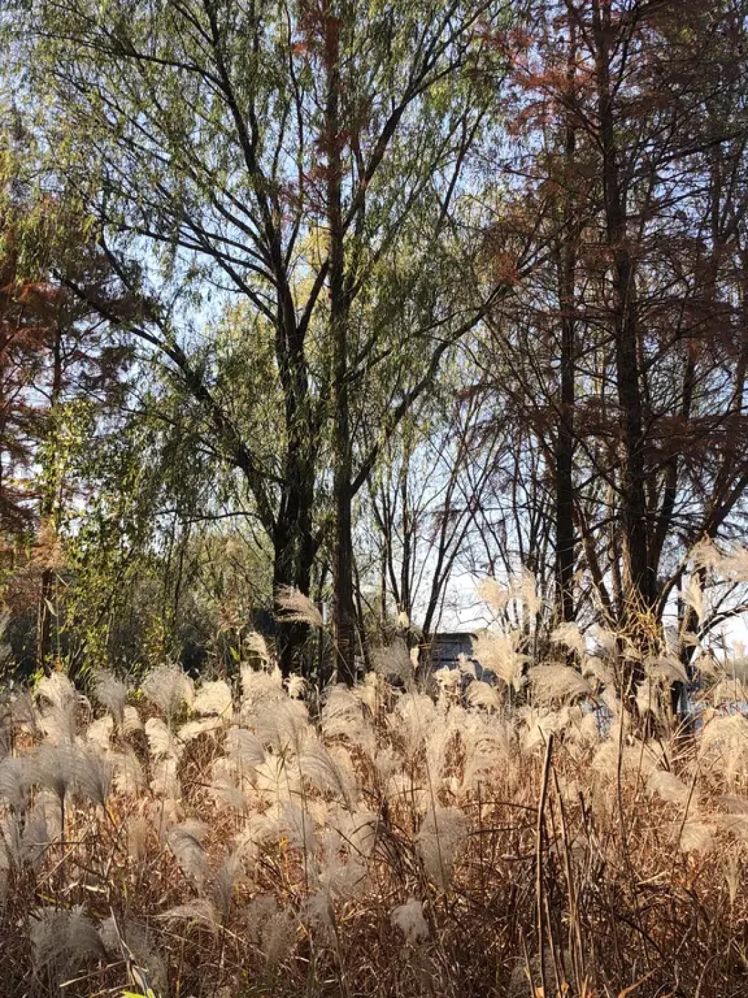 西溪湿地免费区|一条路线逛遍所有精华✅