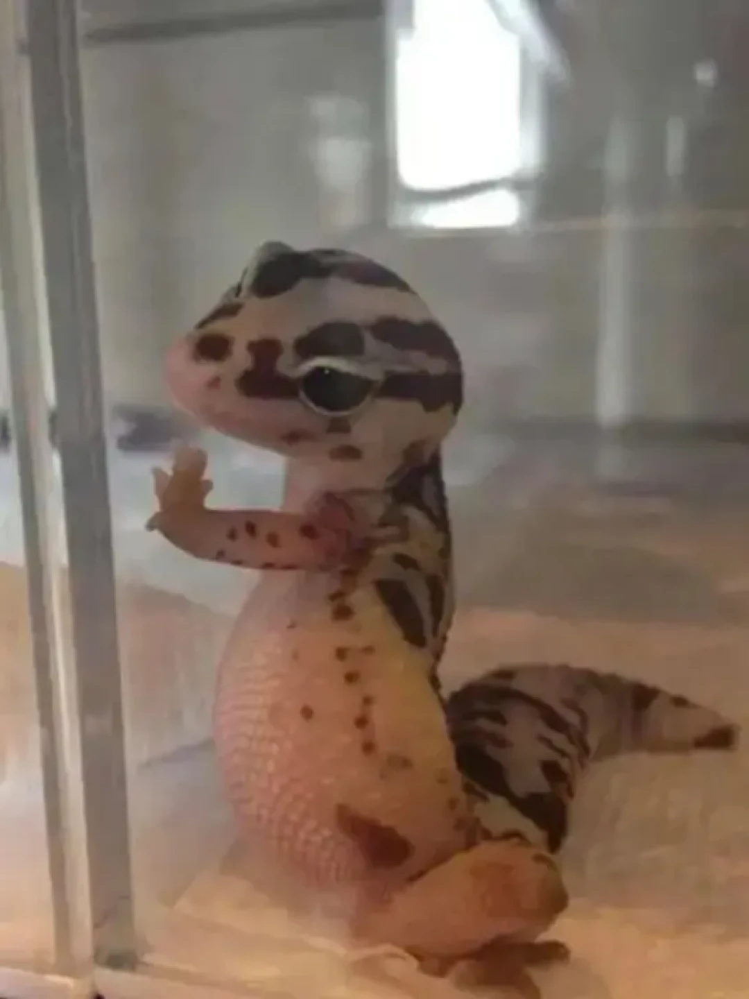 每天认识一只宠物之｜守宫🦎