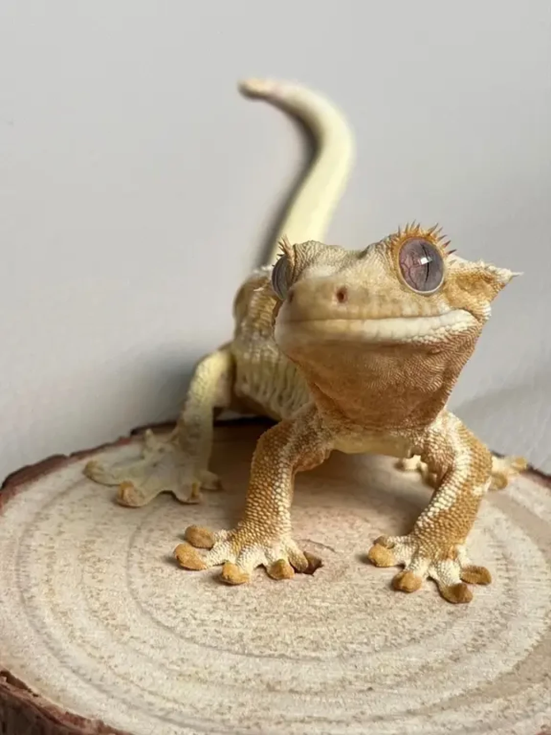 每天认识一只宠物之｜守宫🦎
