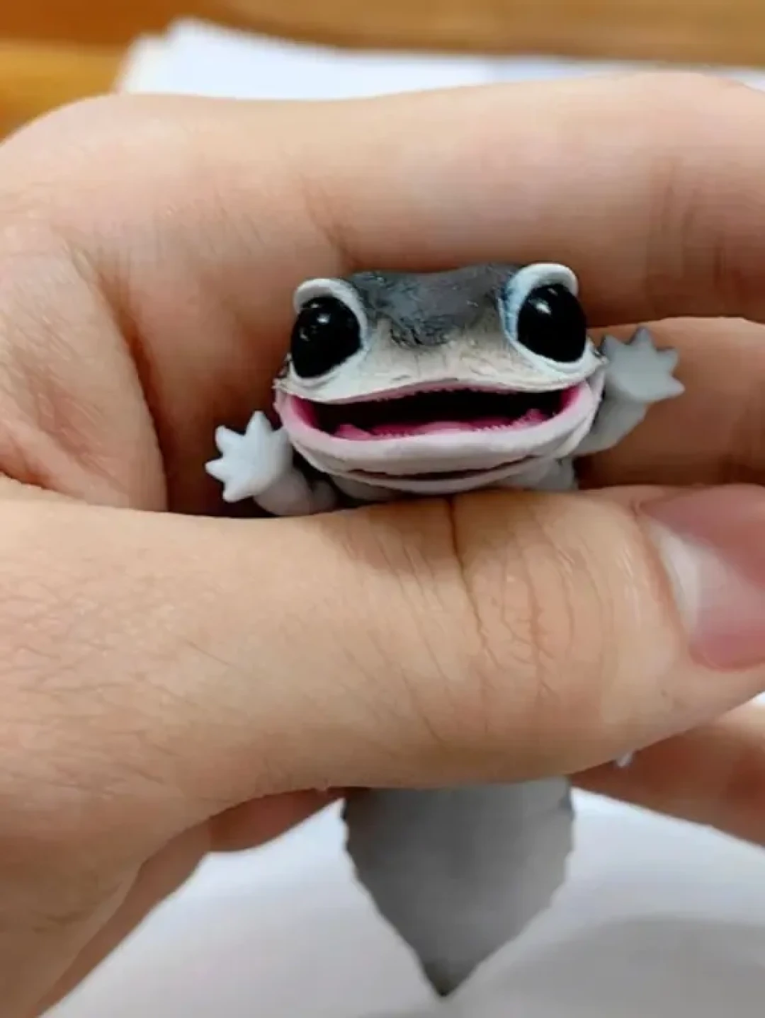 每天认识一只宠物之｜守宫🦎
