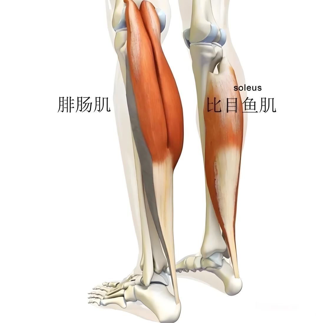 研究发现小腿肌肉多死亡率降一半,这对普通人健康管理有何意义?