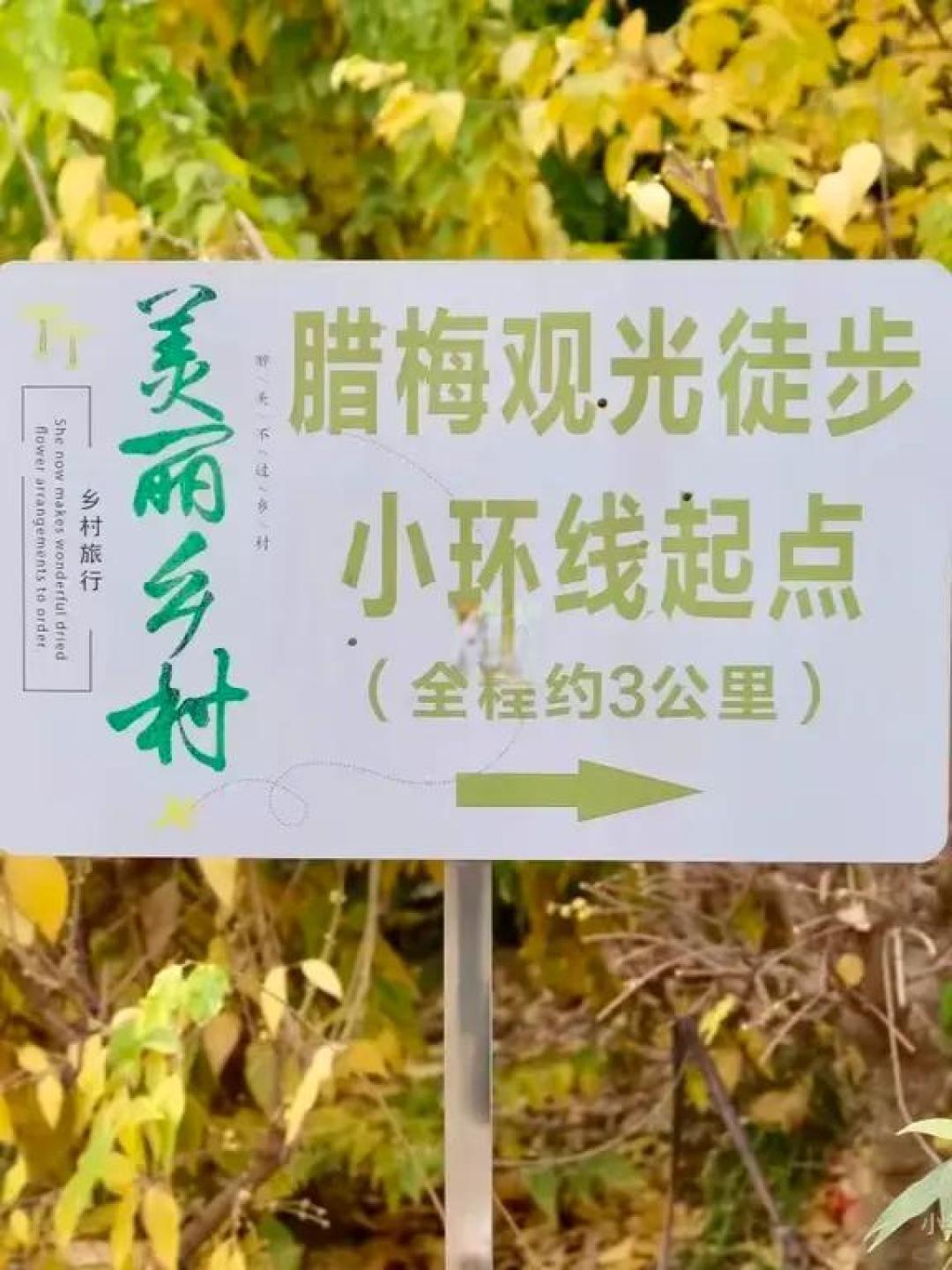 成都徒步别只盯龙泉!双流3公里腊梅线超适合