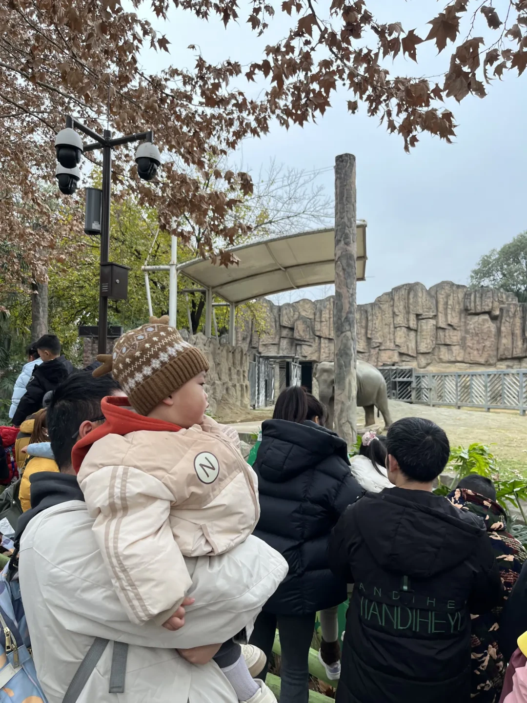 元旦遛娃｜20元解锁成都动物园带娃快乐