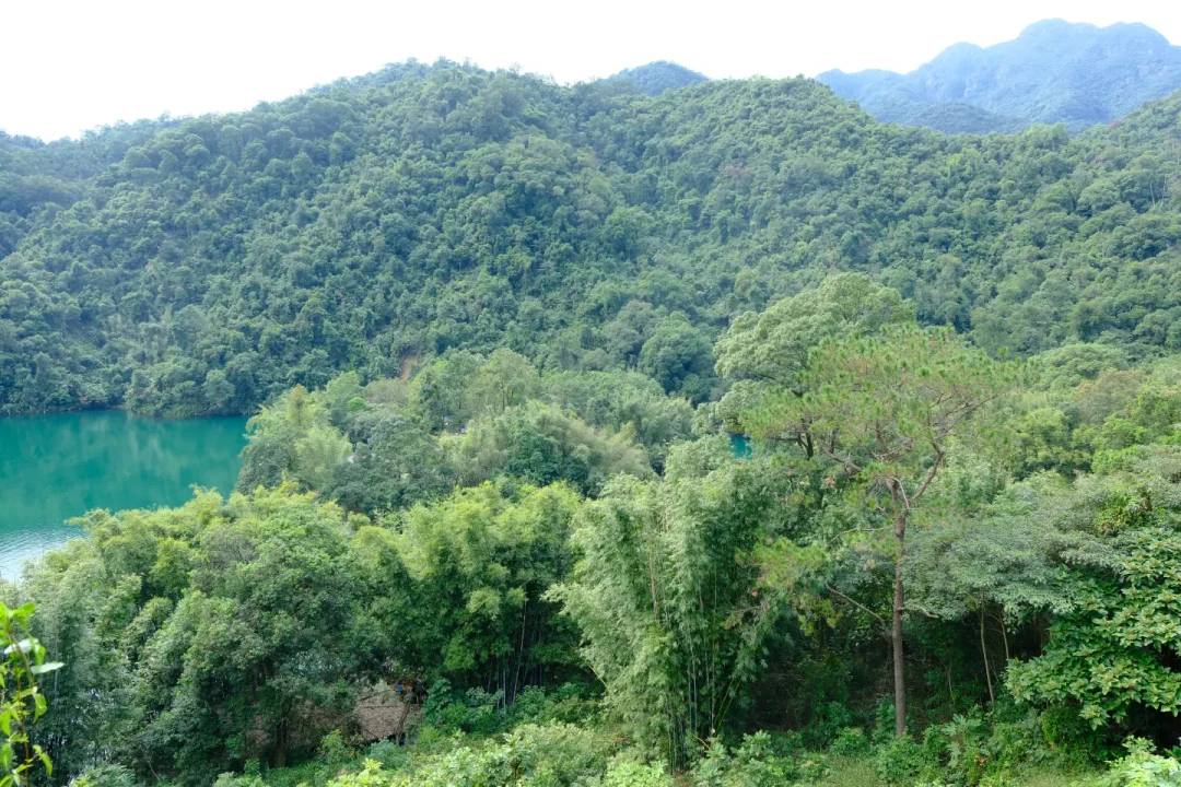 肇庆鼎湖山保姆级攻略✨