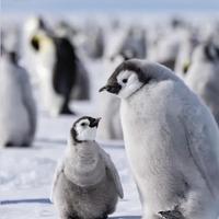 不止南极呆萌，揭秘企鹅的生存智慧