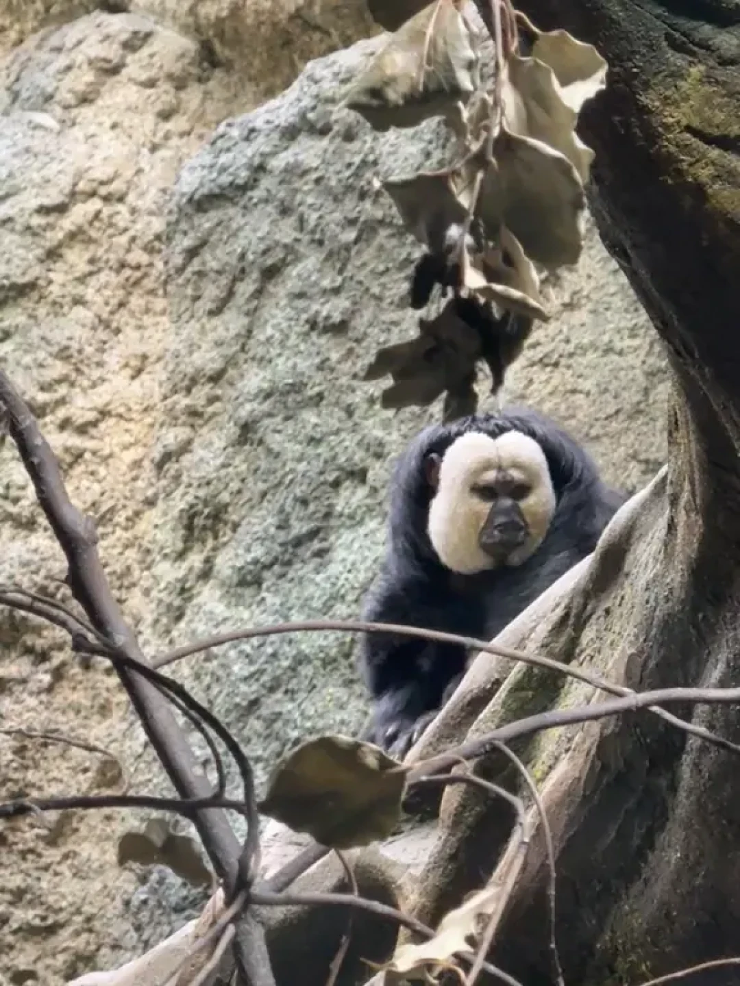 红山动物园4小时🐒不走回头路精华版攻略🗺️