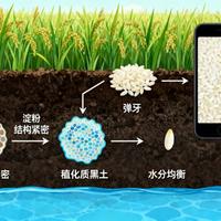 庆安大米vs五常大米：地理标志背后的土壤密码