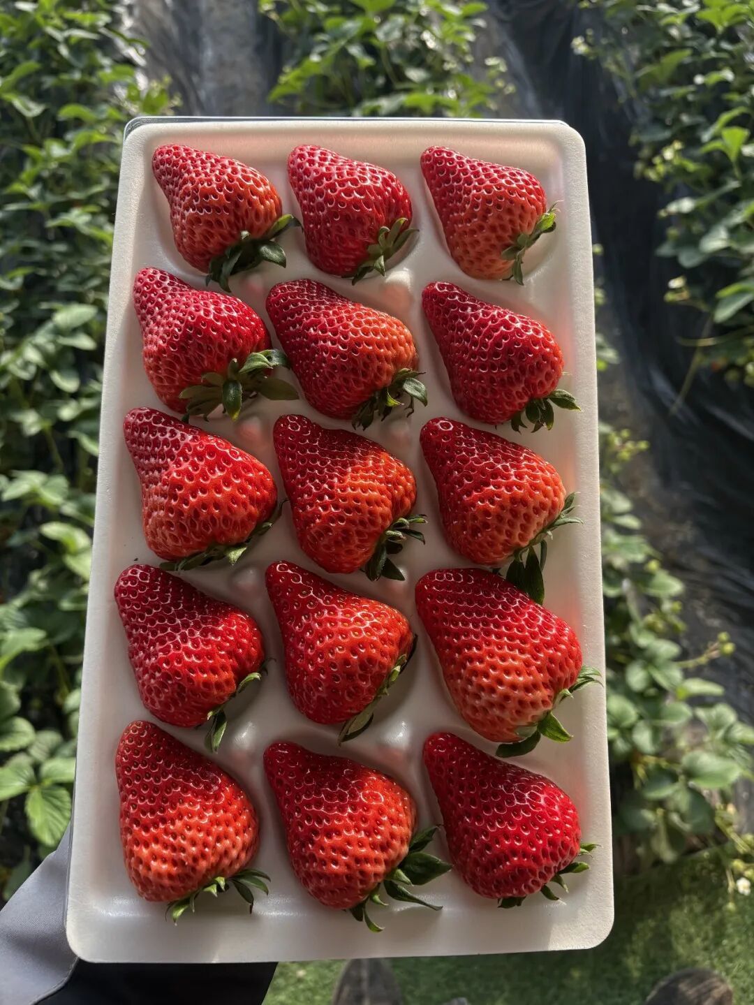红颜草莓科学笔记(二)