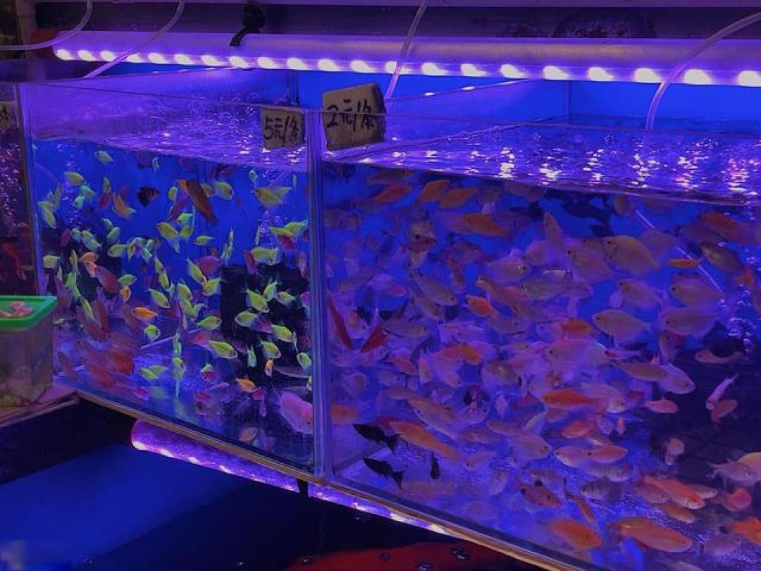 鱼缸灯不是“照明工具”!新手用灯5大误区,越照鱼越病、水越浑