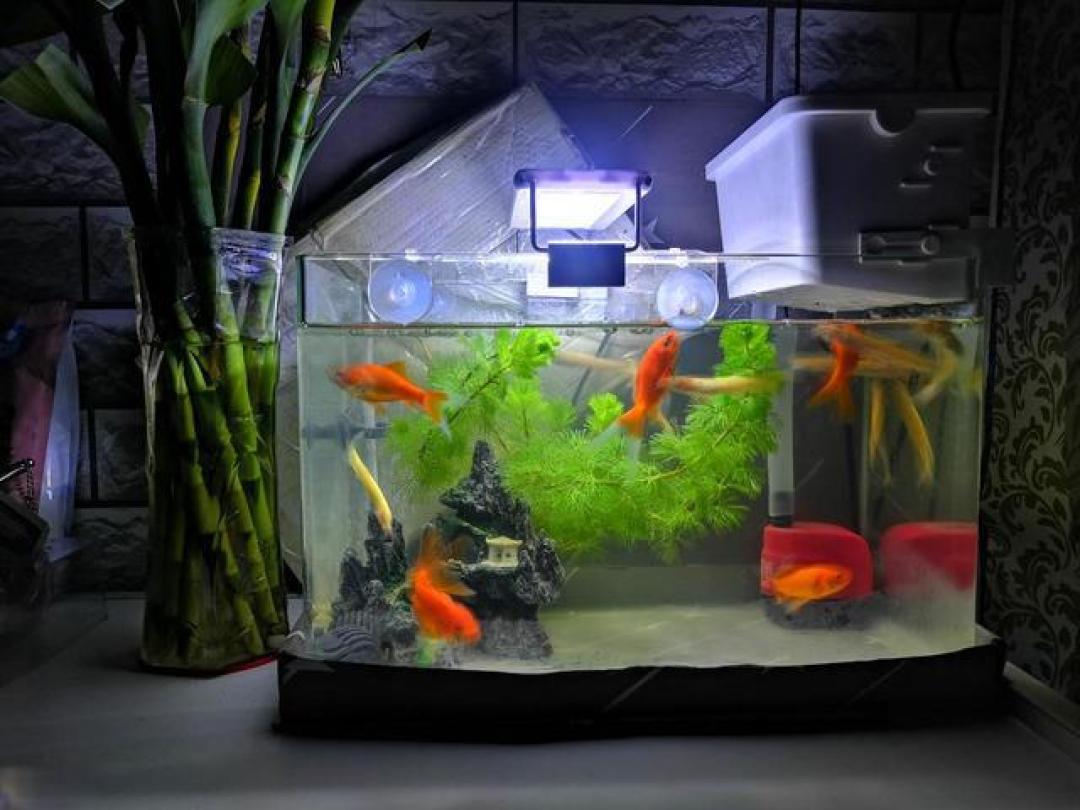 鱼缸灯不是“照明工具”!新手用灯5大误区,越照鱼越病、水越浑