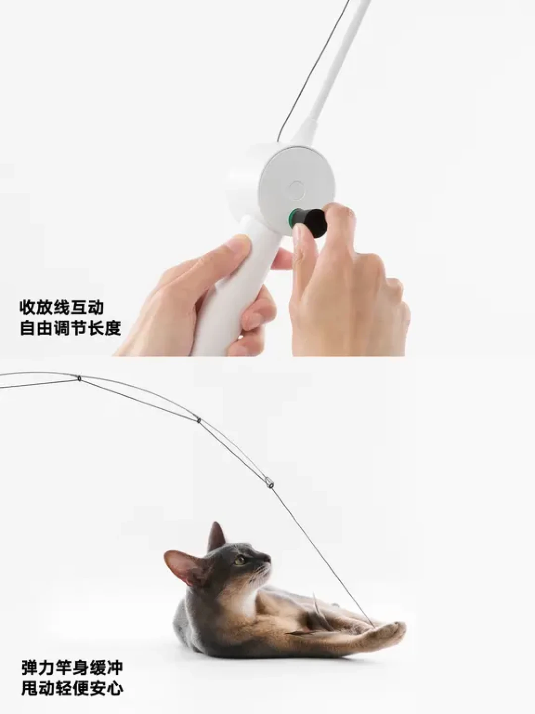 猫咪在家里快乐吗?|pidan Daily
