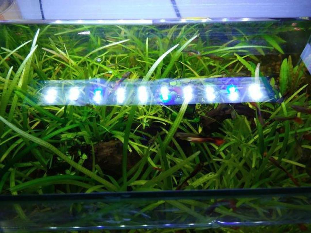 鱼缸灯不是“照明工具”!新手用灯5大误区,越照鱼越病、水越浑