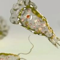 游泳7天后大脑「溶解」了，致死率97%的食脑虫藏在淡水里