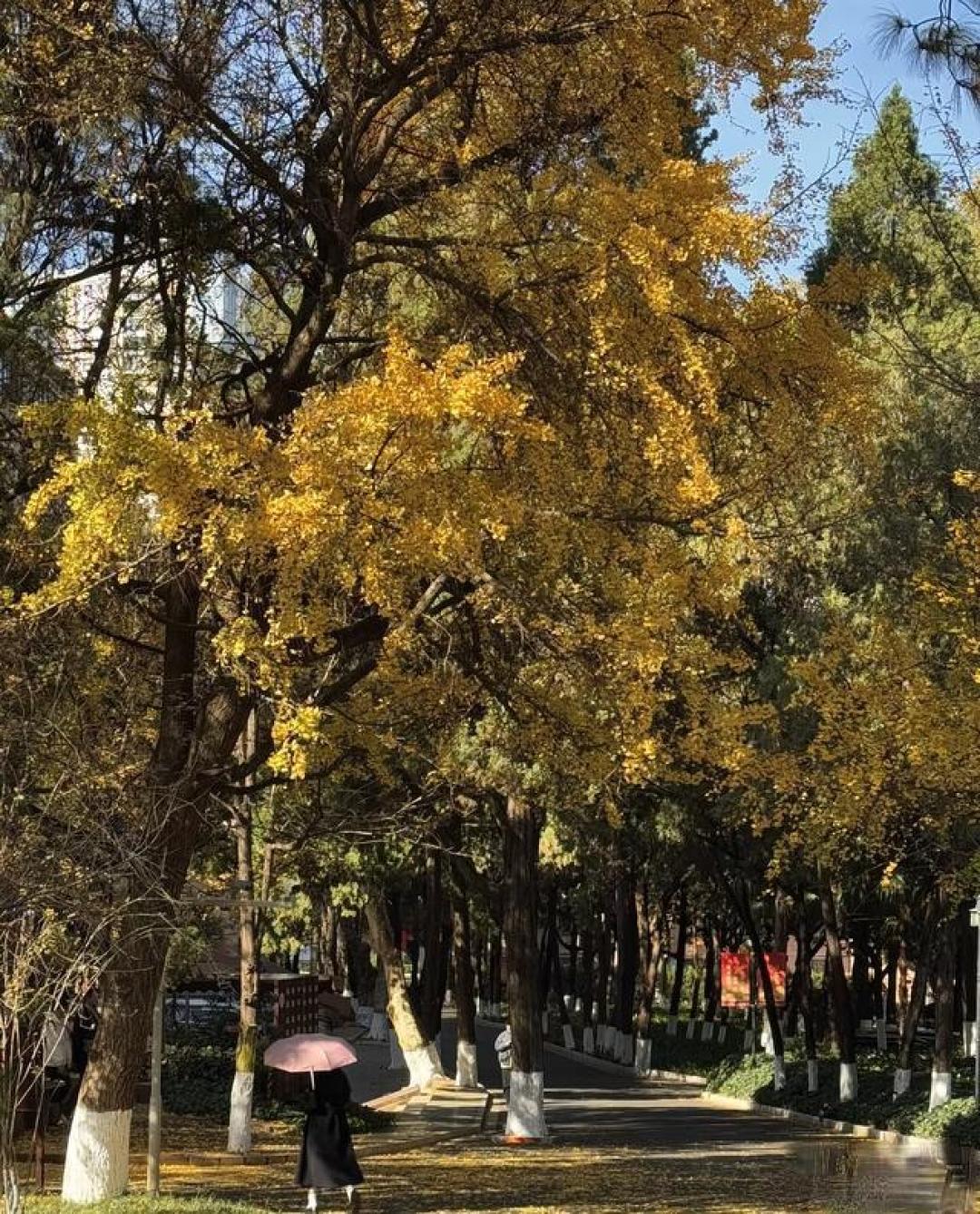 昆明这7处秋日美景绝了!景色一个比一个美,最后一个90%人不知道