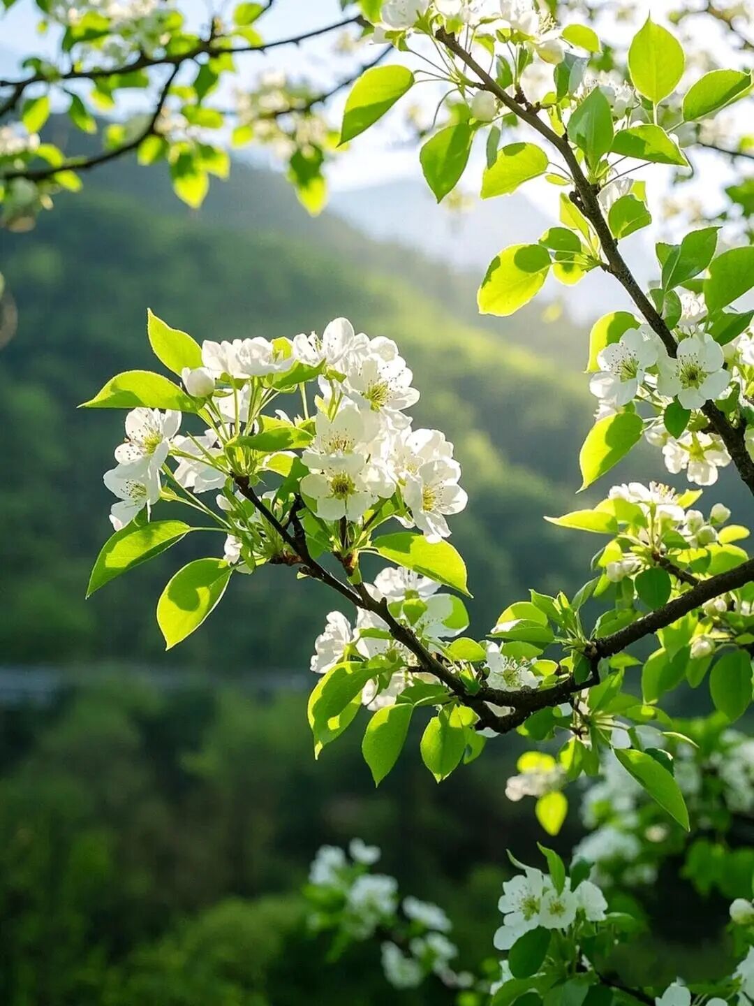 汪曾祺 |《人间草木》(辑一):我掌管自己的草木枯荣,我包容万物的悲欢离合