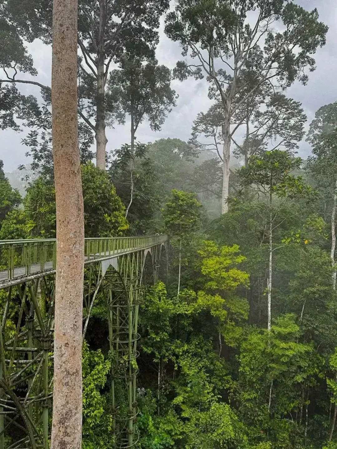 在亚庇最有趣的是探索山打根雨林!
