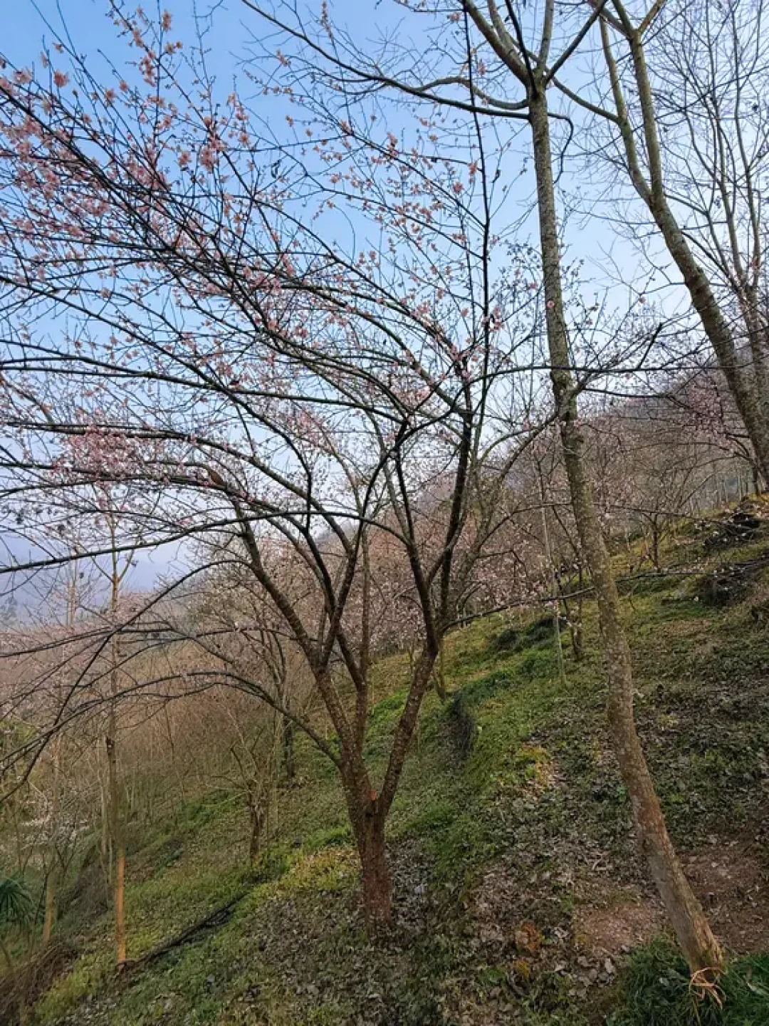 ⛰️大邑三元场环线|徒步✅