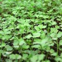 种芹菜想稳获高产，关键就抓四件事