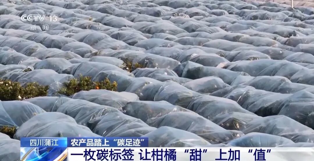 视频丨让柑橘“甜”上加“值” “碳足迹” 成绿色农产品新标尺