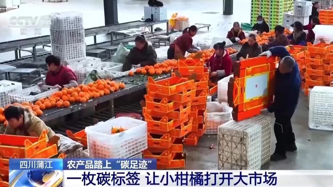 视频丨让柑橘“甜”上加“值” “碳足迹” 成绿色农产品新标尺