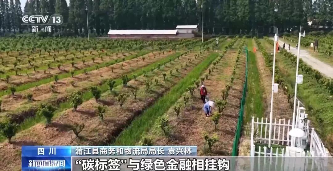 视频丨让柑橘“甜”上加“值” “碳足迹” 成绿色农产品新标尺