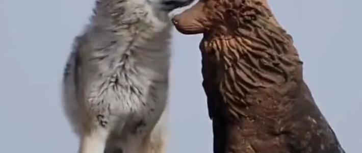 纪录片《重返狼群》爆火，妈妈李微漪和狼王格林故事为何令人动容？为什么格林要还回保存7年的 …