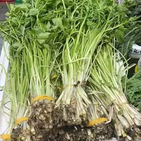 江南水八仙之水芹菜