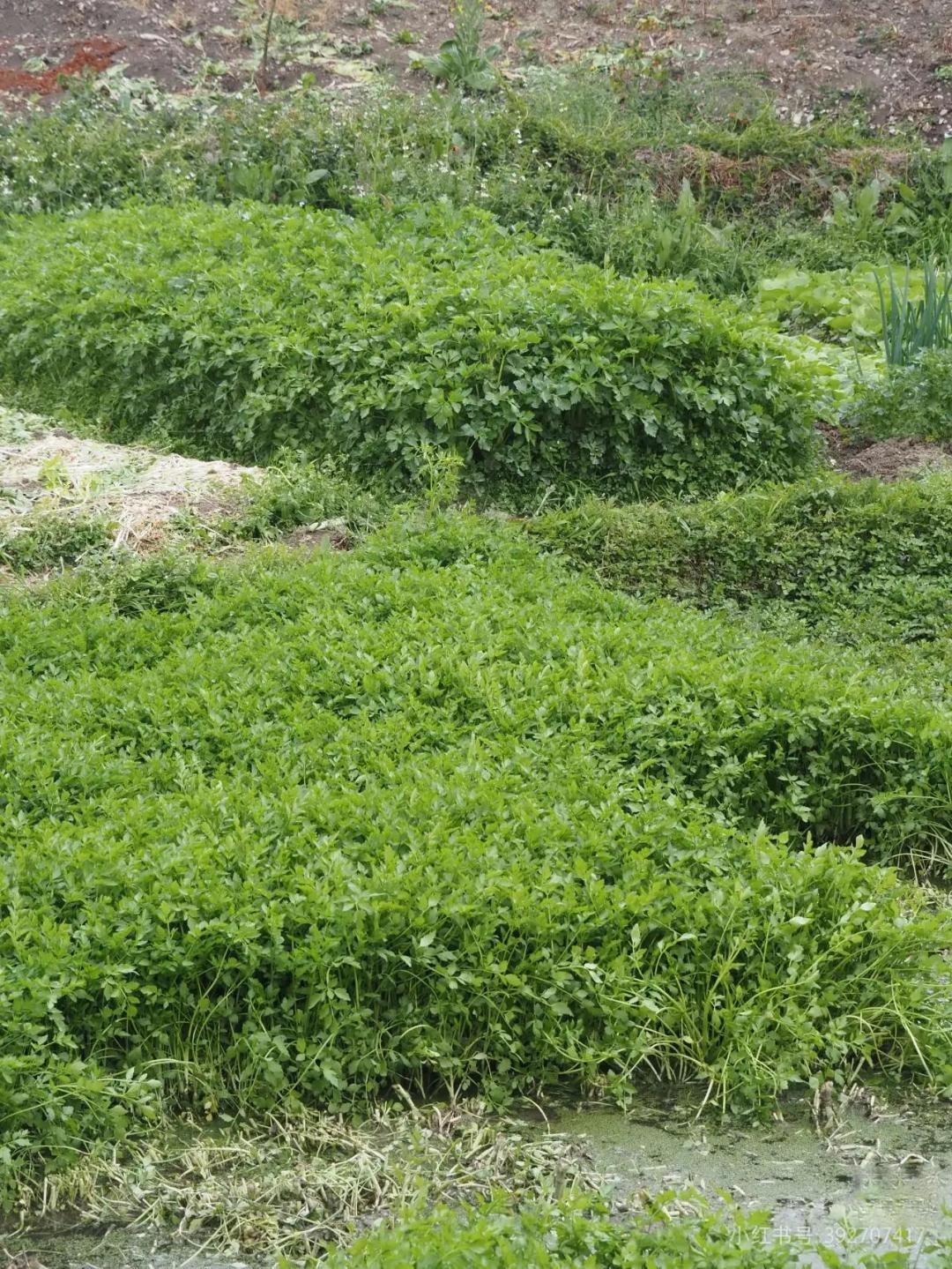 江南水八仙之水芹菜