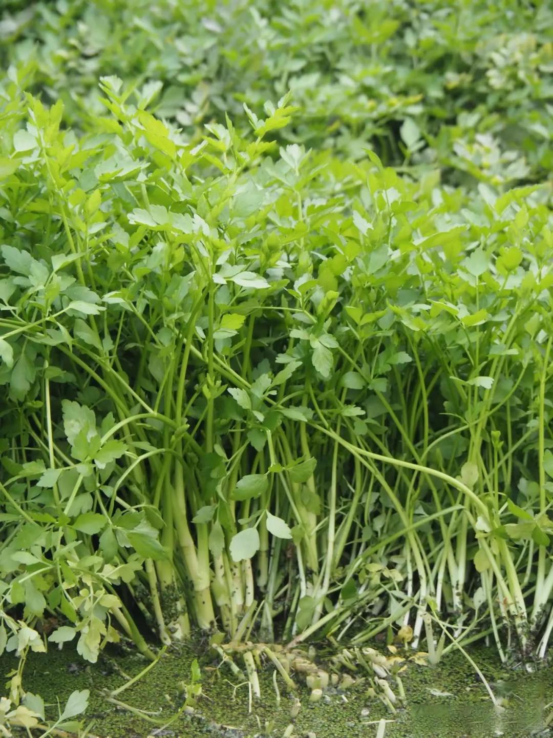 江南水八仙之水芹菜