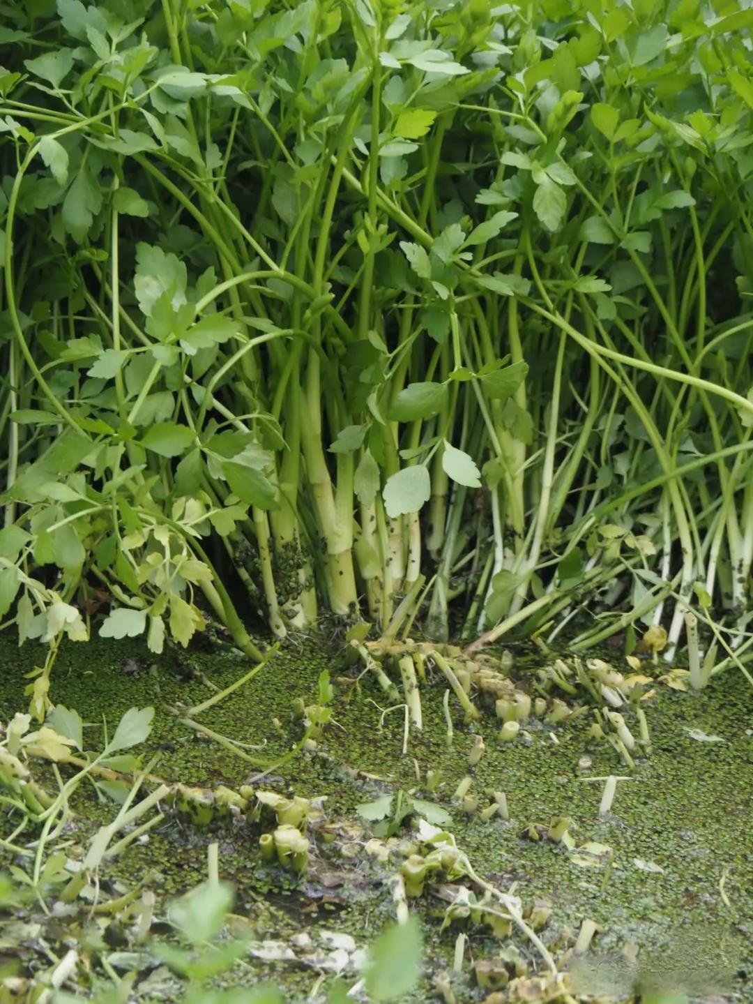 江南水八仙之水芹菜