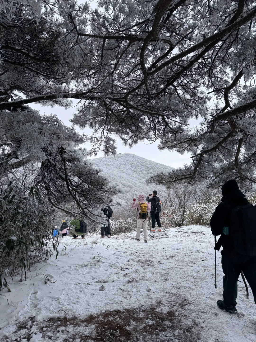 桐杭岗———杭州的观雪顶流