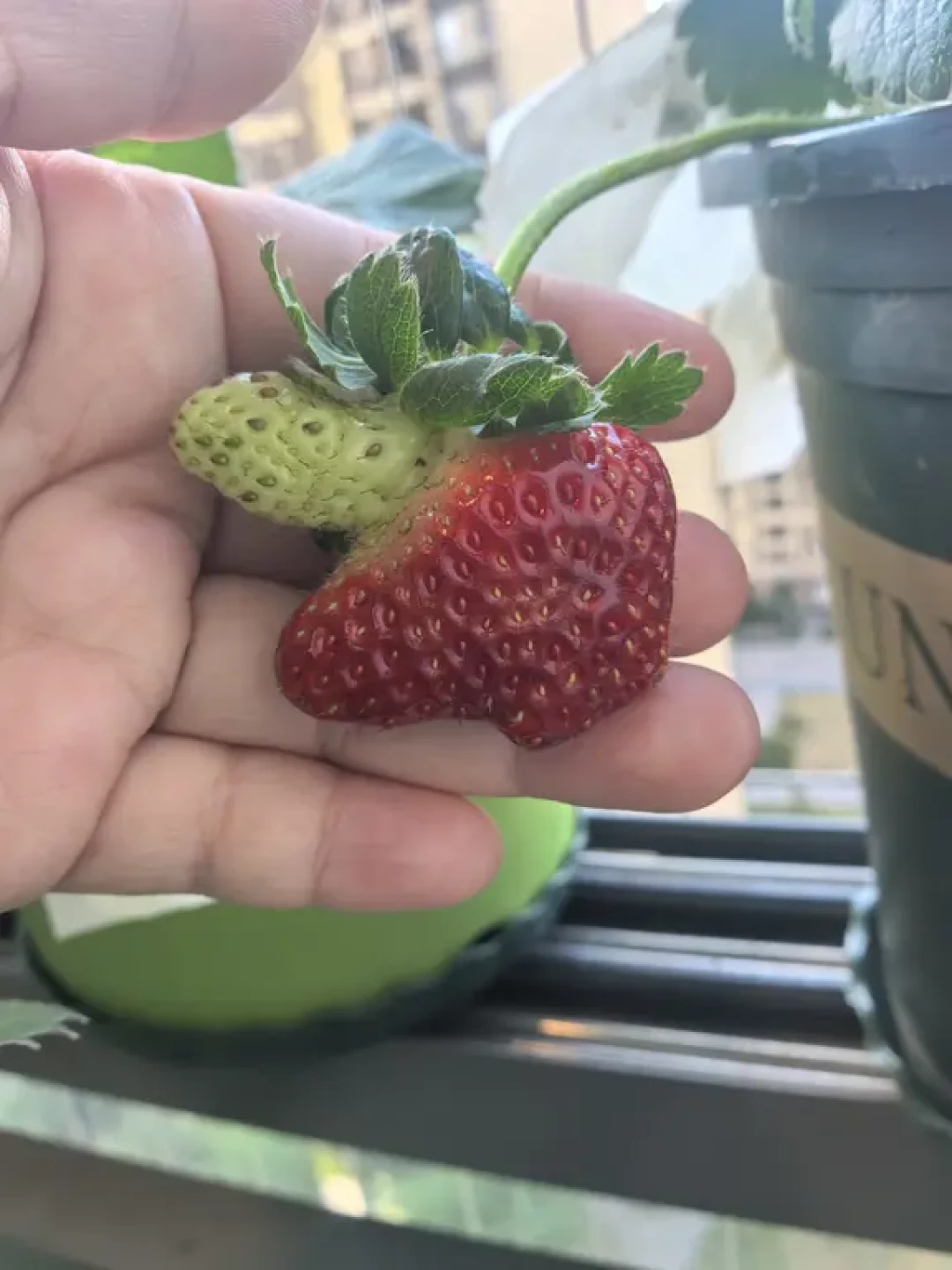 草莓迎来丰收