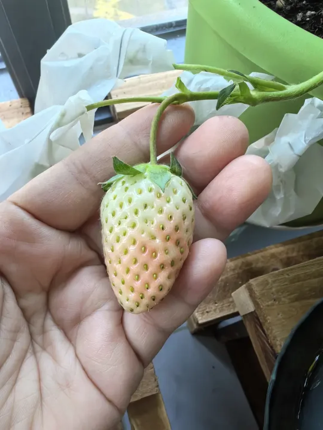 草莓迎来丰收