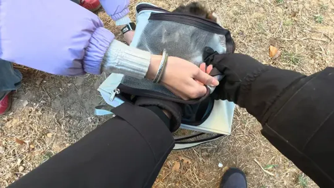 北理流浪猫救助 | 👸🏻看得出她是公主~