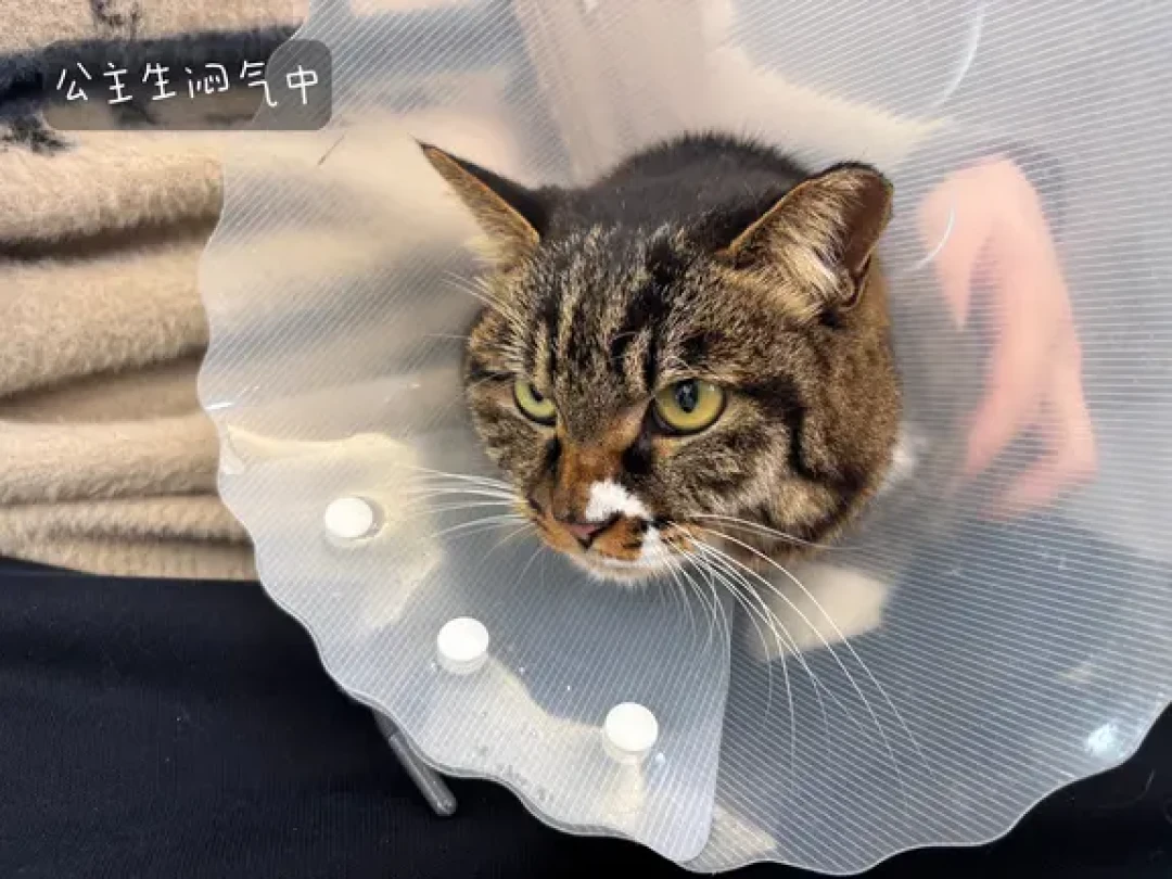北理流浪猫救助 | 👸🏻看得出她是公主~
