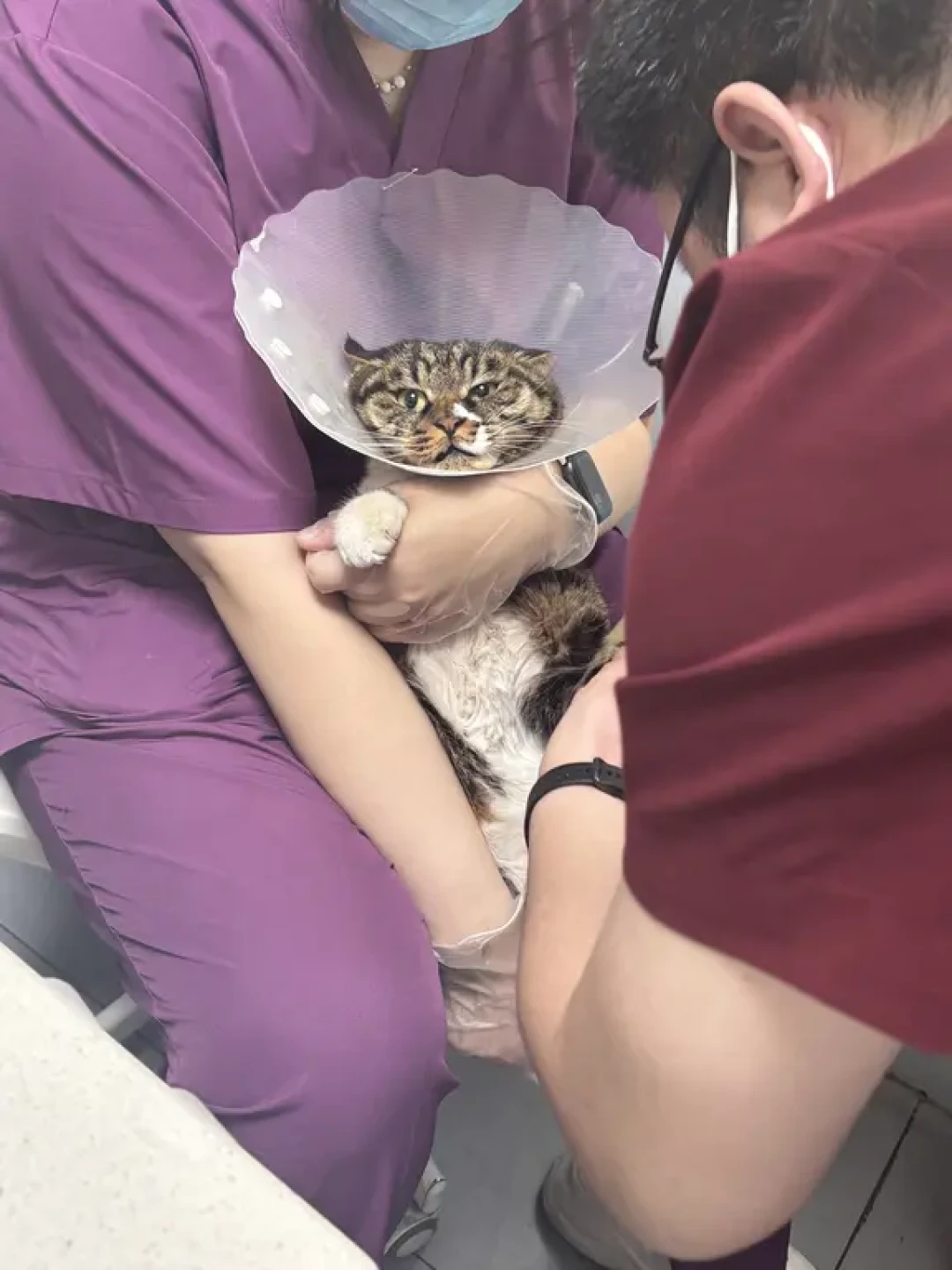 北理流浪猫救助 | 👸🏻看得出她是公主~